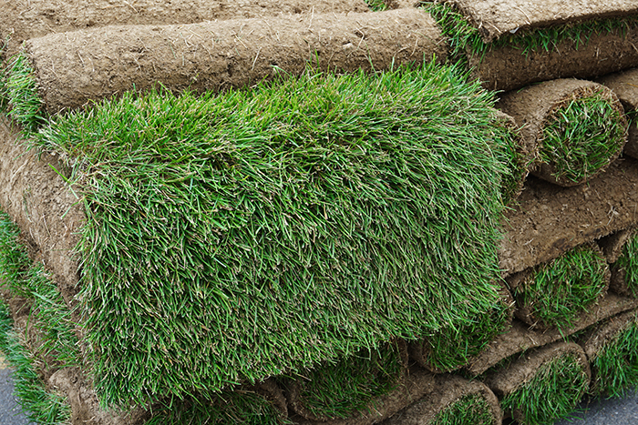 zoysia sod pallets