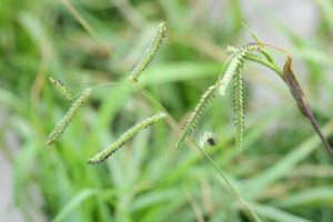 closeup of dallisgrass weed