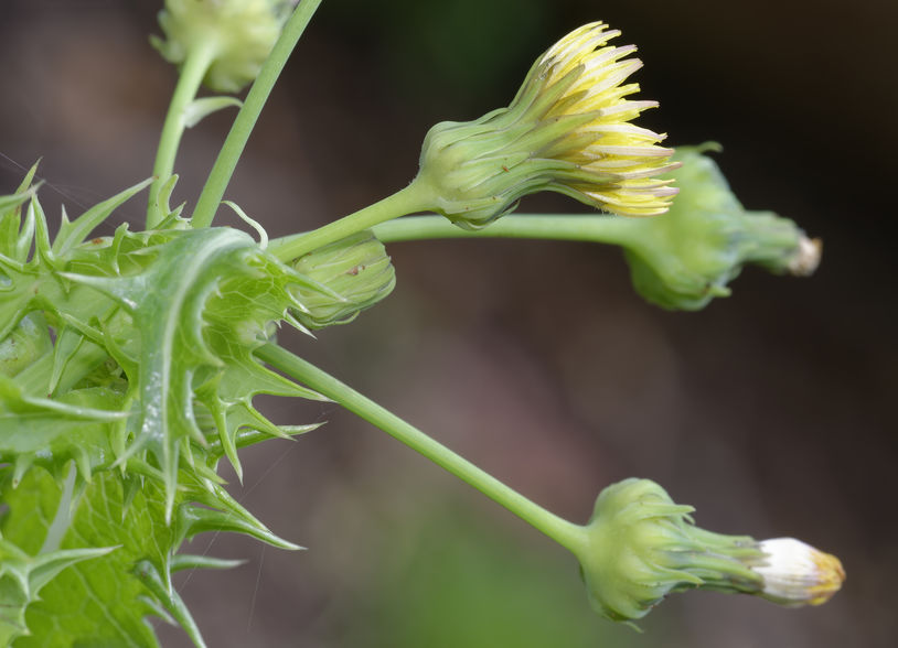 yellow buds of sowthistle weed