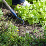 lettuce in garden with plow