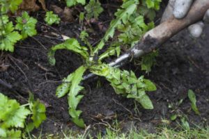how to prevent weeds from growing in the flower beds
