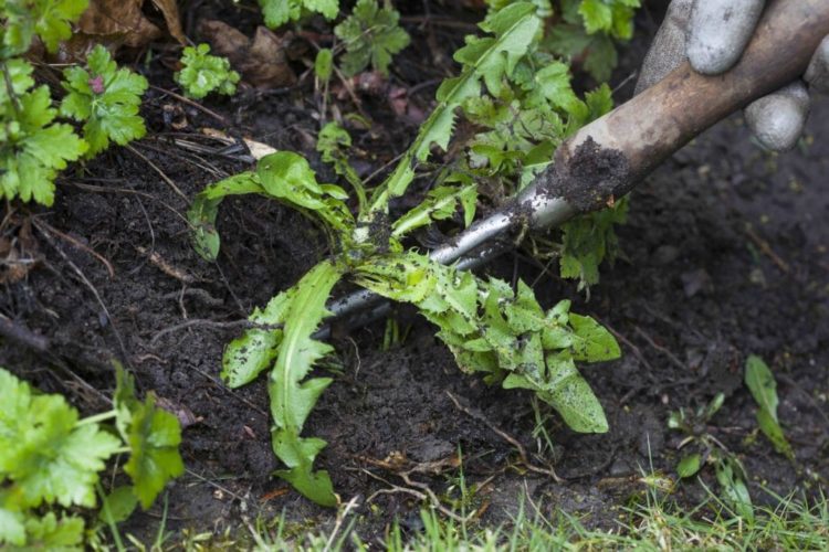 how to prevent weeds from growing in the flower bed