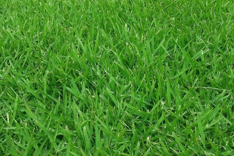 zoysia sod grass