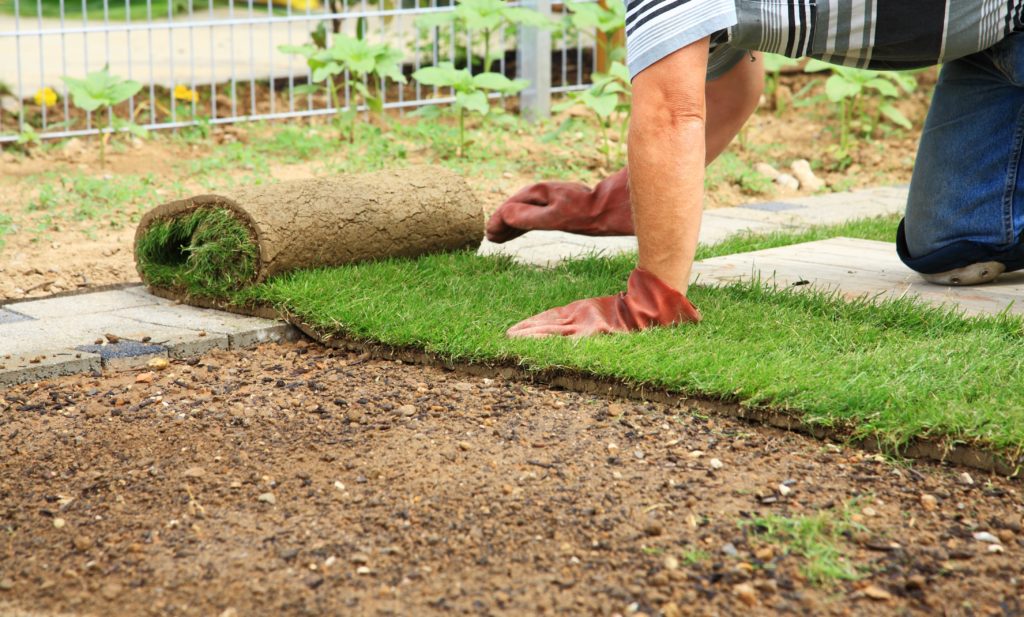 sod installation in prosper