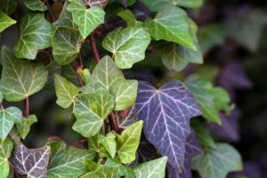 Remove English Ivy