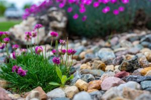 rocks as mulch keep weeds away