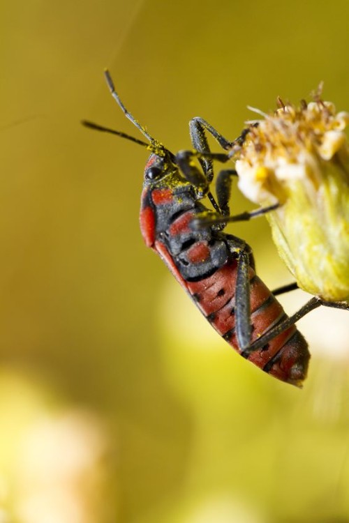 pest control on lawn