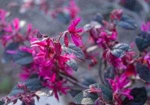 chinese fringe flower