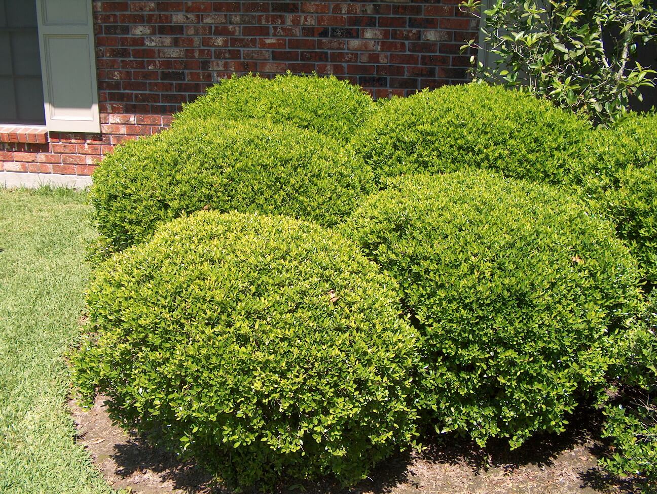 low maintenance shrubs for north texas