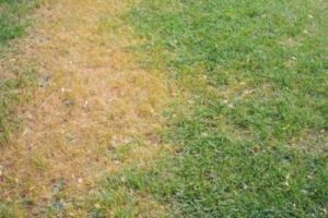repair bare patches in lawn