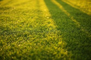 how to patch lawn with sod