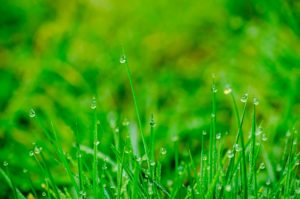 how to patch lawn with sod