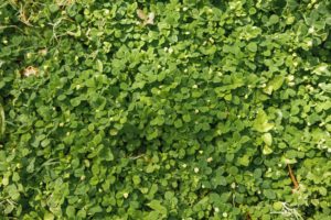 is clover better than grass