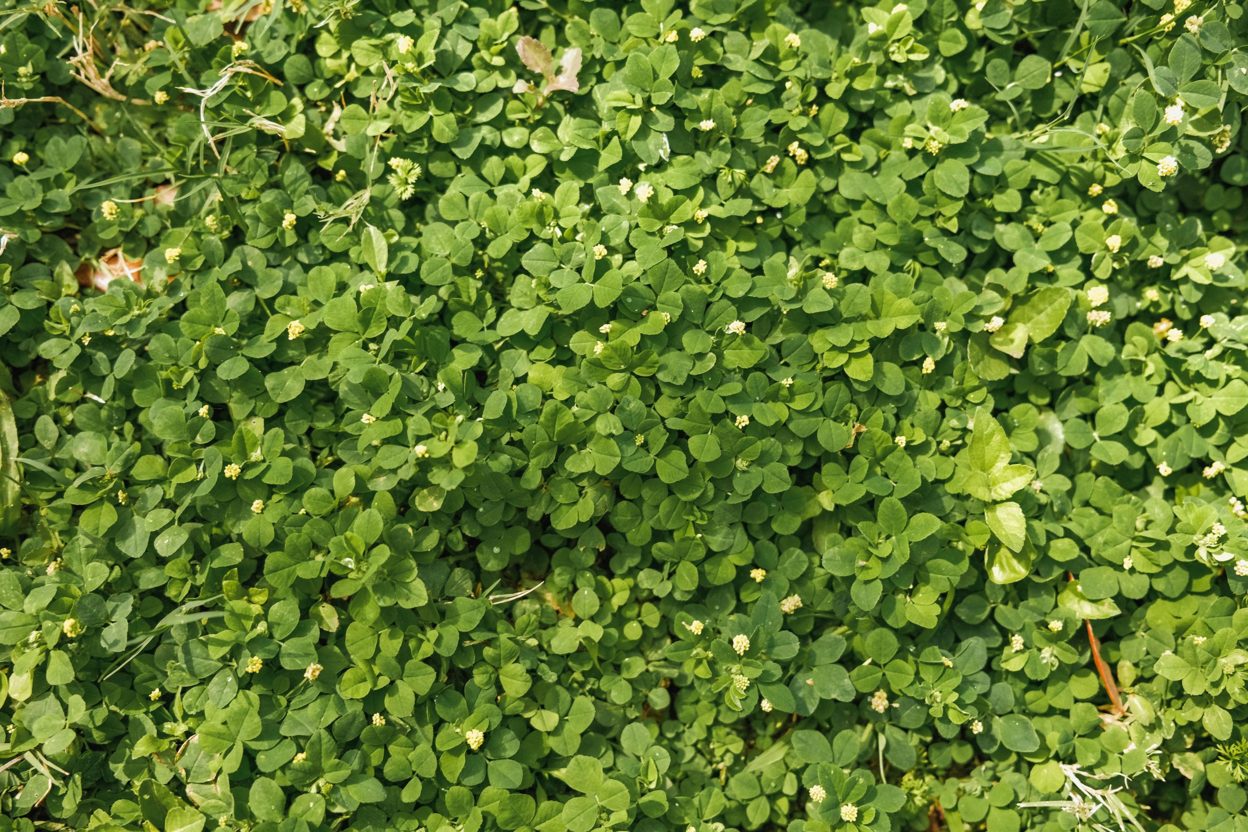 is clover better than grass