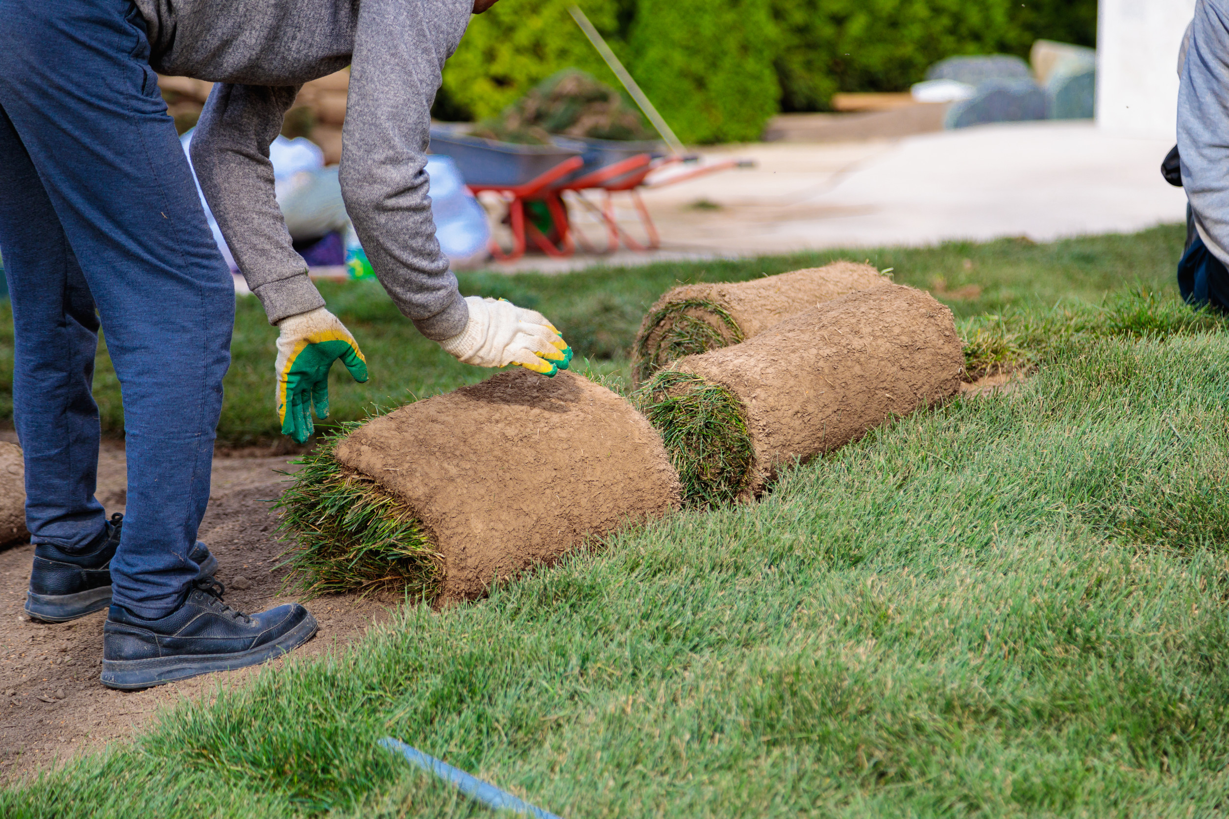 new sod care tips
